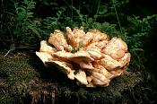 zwavelzwam (laetiporus sulphureus)